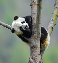 Amazing way to experience the Pandas
