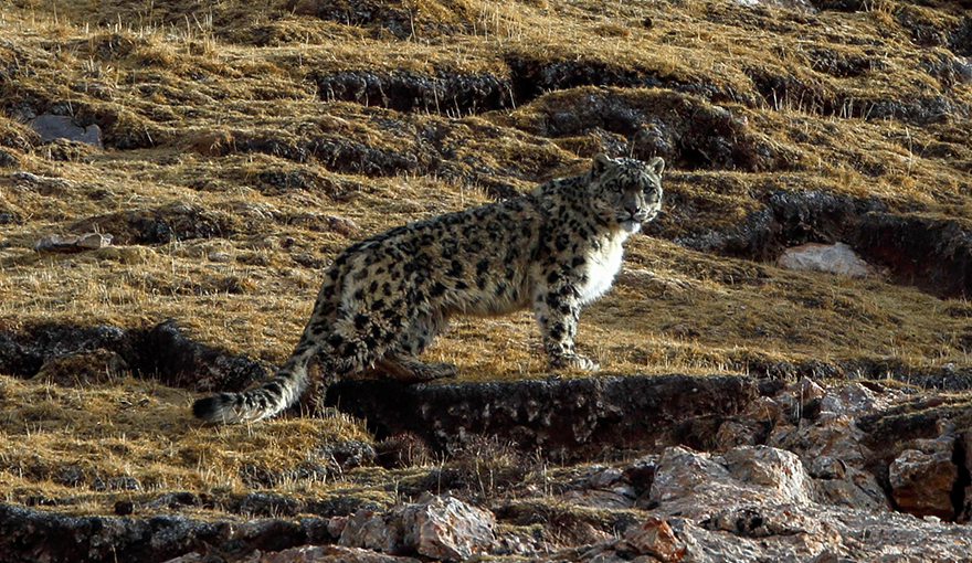 8 Days Snow Leopard Safari
