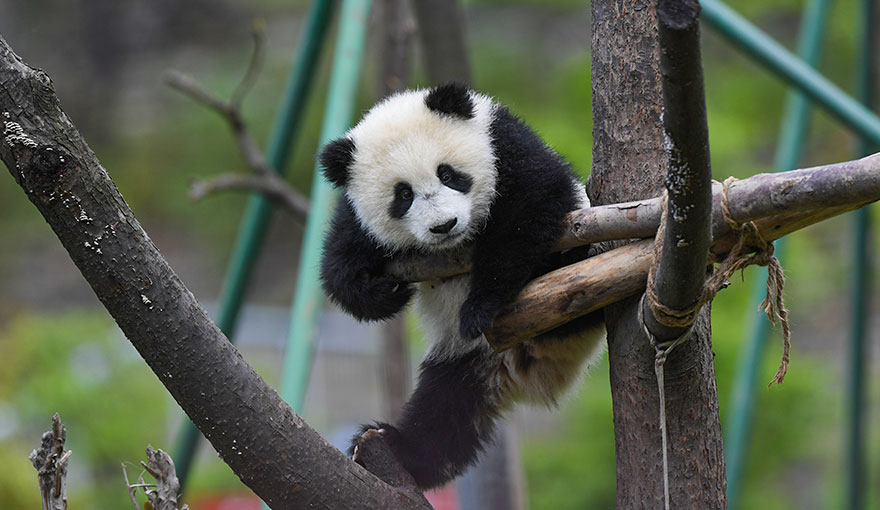 5 Days Wolong Giant Panda Research Camp