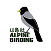 Alpinebirding